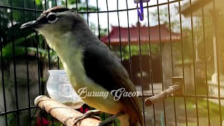 Download lagu Pancingan Burung Prenjak Daun Lombok Biar Cepat Nyaut - Opior Jambul Burung Gacor mp3