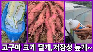고구마 크게 만들고 저장성 당도 높이기~밤고구마,호박고구마,베니하루카 꿀고구마 고구마비대기,구근,뿌리 비대제…