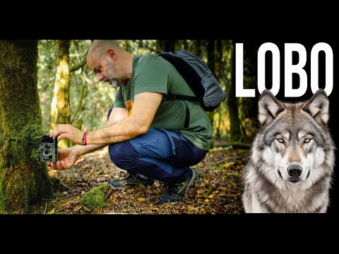 LOBO EN ASTURIAS │El cuento de nunca acabar