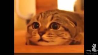 СМЕШНЫЕ КОТЫ ПРИКОЛЫ С КОТАМИ ТОПовая подборка 2016 ПРИКОЛЫ С КОШКАМИ FUNNY CATS