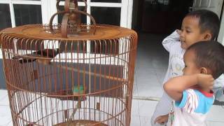 Download lagu Cendet Raja/Tangkaruli Sumatera/Sumatran Treepie (D. occipitalis).AK-Garut,west Java mp3