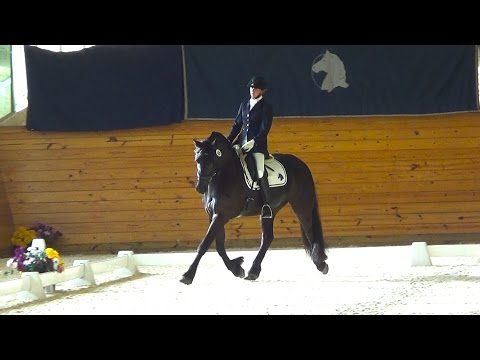 Monoceros ISF,  Dressage IBOP at ISF FHANA Keuring 2016, SOLD