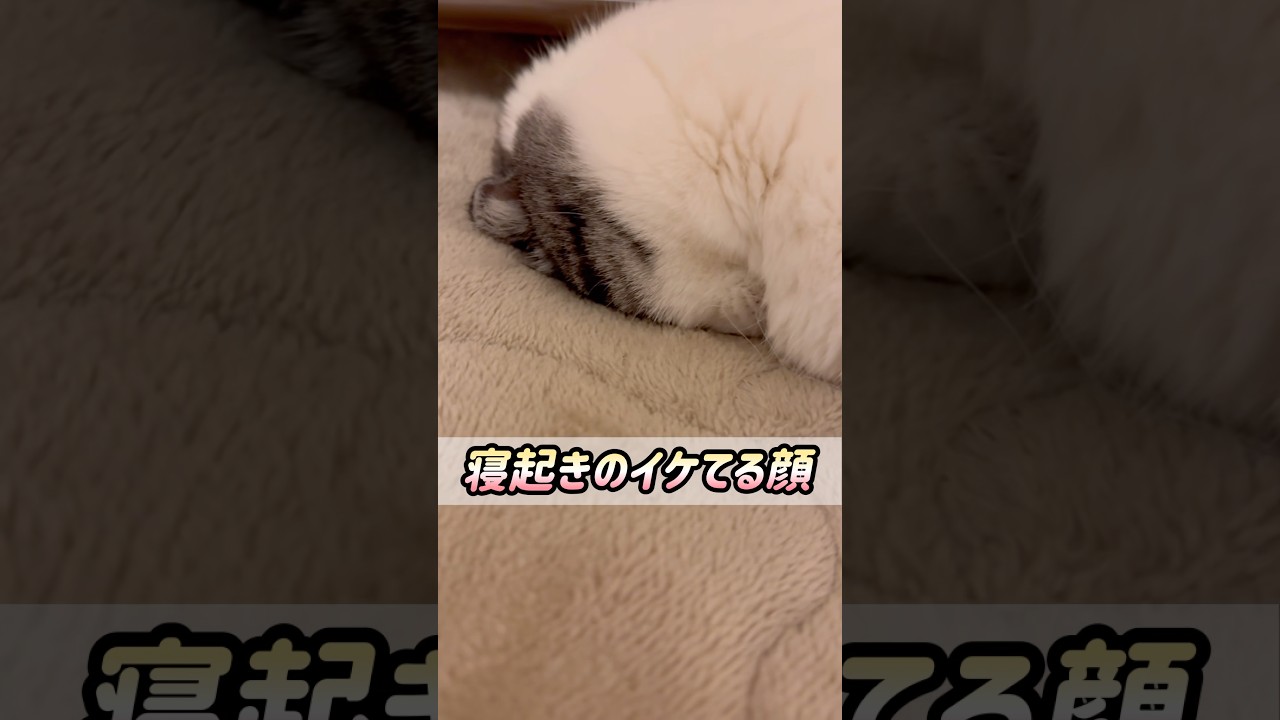 ブサ可愛い顔のミーさんを見て