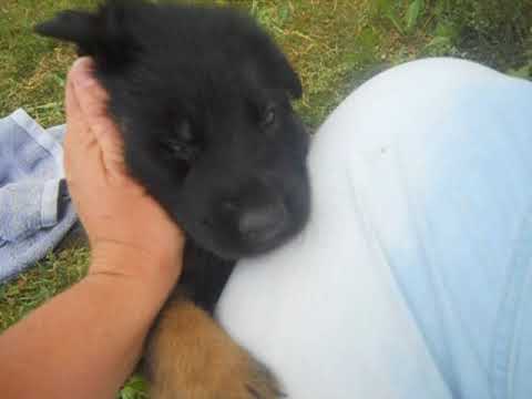 zeus at 4 weeks of age