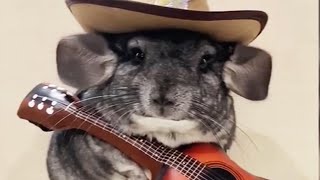 Compilation de chinchillas drôles et mignons [animaux de compagnie drôles].