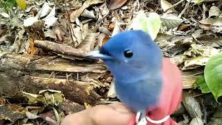 Download lagu Selendang biru betina gacor di tangan, suara pedes mp3