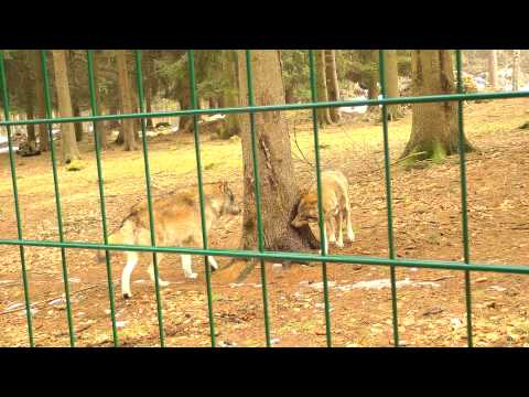Hundshaupten Wildlife Park: Nero vs. Wolf