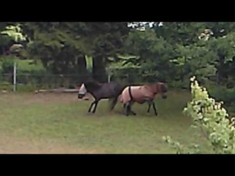 Crazy Fighting Lightning Horses