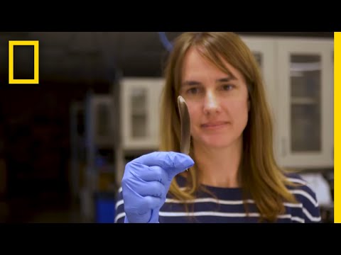 尾羽的故事|田野探險家 (Tales of a Tailfeather | Explorers in the Field)