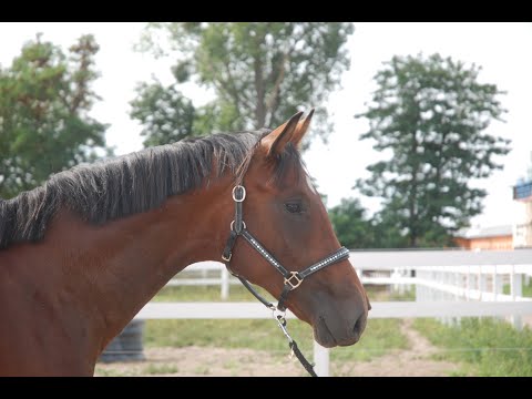 Burberry B *2018 v. Benicio - Rubinstern Noir