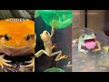 frog tiktoks because frogs are neat (part 2)