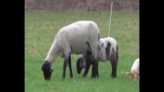 Schafsherde auf dem Traufgang ZollernburgPanorama Weg - Schwäbisch Alb 