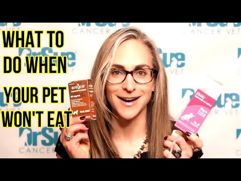What To Do When Your Pet Won't Eat - VLOG 133