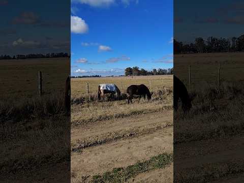 Caballos y Campo en Altamirano Partido de Coronel Brandsen Buenos Aires Argentina