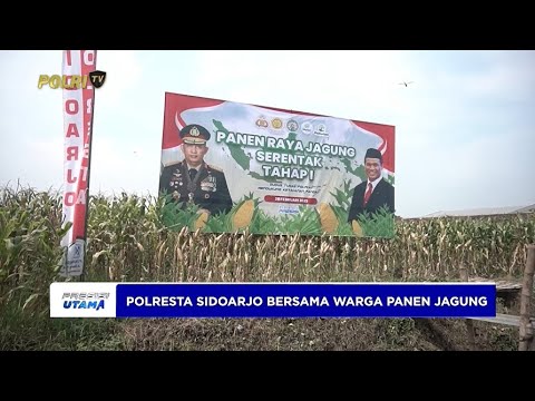 POLRESTA SIDOARJO BERSAMA WARGA PANEN JAGUNG