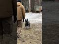CRASH TEST Crash Crashtest Offleash Dogtraining Dutchshepherd Malinois Belgianmalinois K9