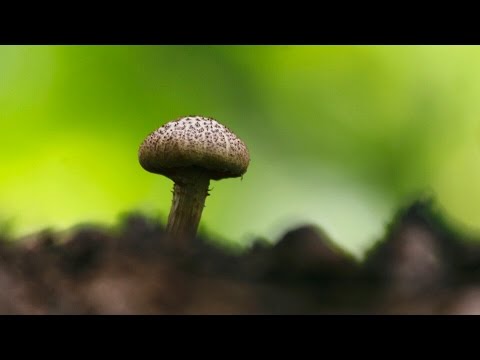 Beautiful Mushroom Photography