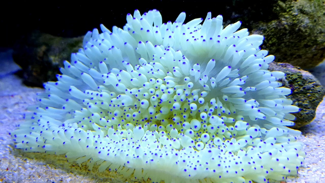 11 Types of Sea Anemones to Add Movement to the Marine Tank