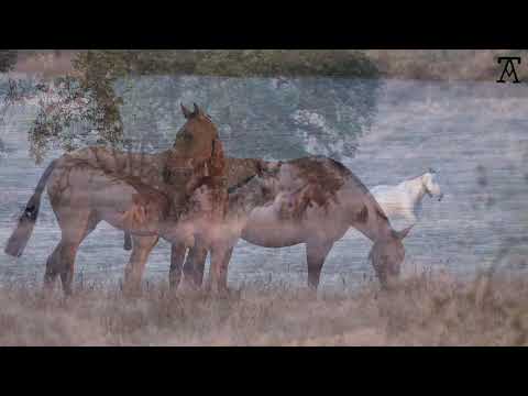 2 Coudelaria António da Veiga Teixeira