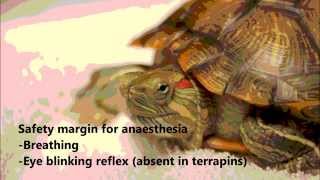 A terrapin has a painful right ear abscess