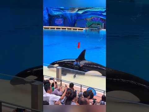 Smart Orca Knew Exactly How to Earn More Fish 🐋🐟 | #shorts