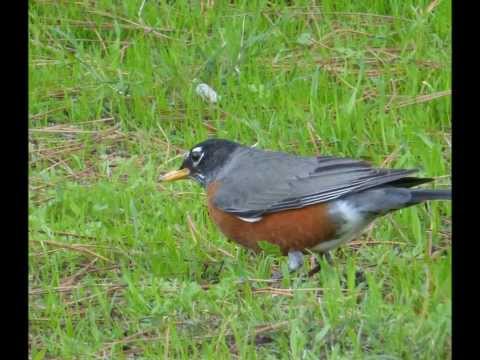 The Robin & the Worm 3/5/2014