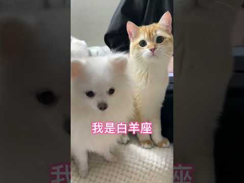 姐姐 你是什么星座 #猫狗双全#巨蟹座#白羊座