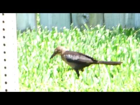 nature in my backyard episode 185 (HD)