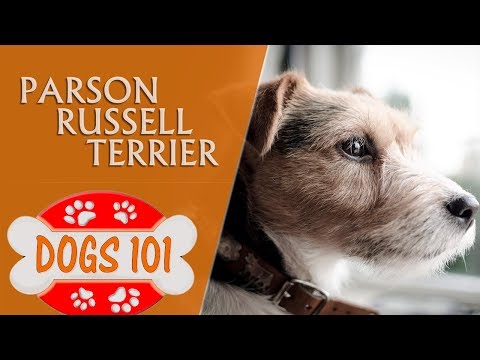Dogs 101 - PARSON RUSSELL TERRIERR - Top Dog Facts About the PARSON RUSSELL TERRIERR
