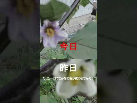 今年の最初の花がすでに美しさを見せています。彼らは何ですか？  庭園