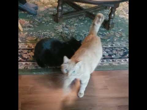 Nermeen listening to Laurence of Arabia