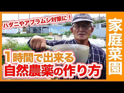 灰色のキャベツのアブラムシは有害ですか?すぐに駆除できますか?  庭園