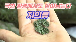 극한 환경에서도 살아남는 지의류의 기능은 무엇일까? / YTN 사이언스