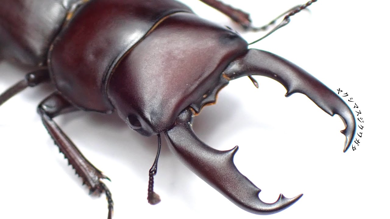 ヤクシマスジクワガタの成虫掘り出し結果【クワガタ飼育】