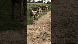 Big Dangerous Pakistani Bully Dog Breed 👿 #pakistanibully #dog #dogs #shorts #new