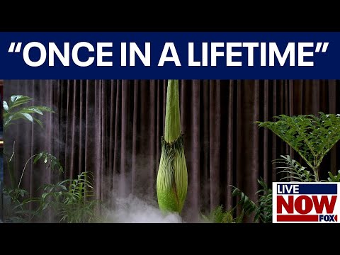 Video | Watch: Blooming 10-year corpse flower