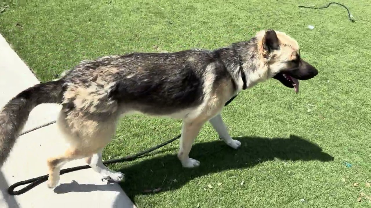 Enlarge Leanna, a ADOPTABLE German Shepherd Dog in Wasco, CA video 6/6