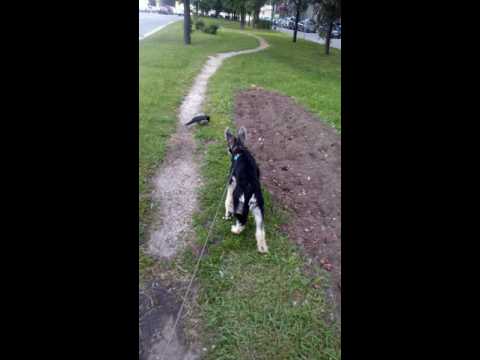 Scruffy Craig and his friend Mr.Crow