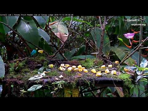 Adult And Subadult Bananaquit Visit The Panama Fruit Feeder - Nov 13, 2019