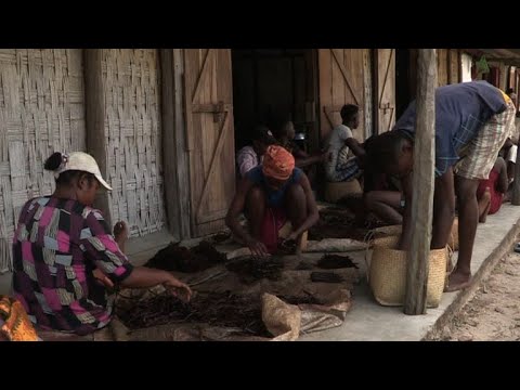 Vanille-Krieg in Madagaskar