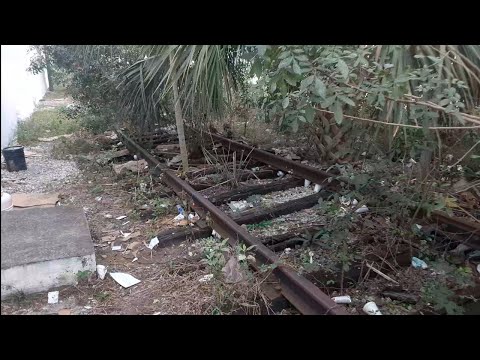 Trees Growing on Abandoned Railroads from Years of Inactivity