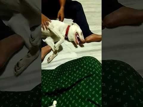 lohit chuse lew full happy,, short video YouTube channel 🌹