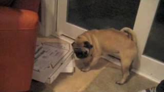Overprotective Pug - Funny!