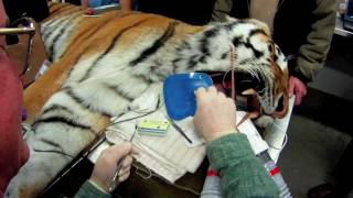 preview picture of video 'Amur Tiger Root Canal!'