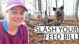 Practical Guide To Fermenting Pig Feed | Fermented Homestead