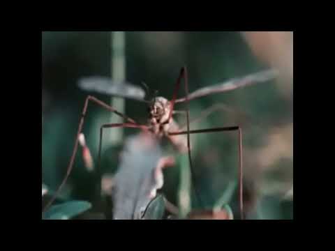 Biomes: Tundra (1989)