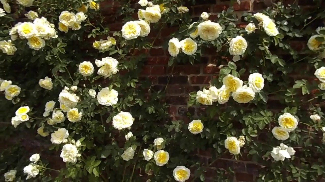 Rose The Pilgrim Auswalker David Austin