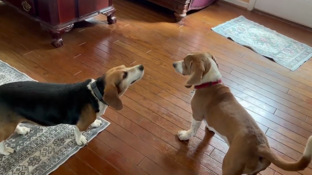 Enlarge Earnhardt, a ADOPTABLE Basset Hound in Columbia, SC video 6/6