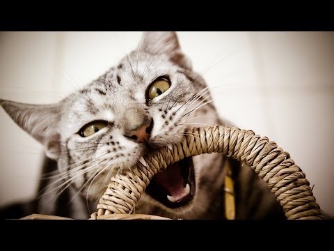 How to Deal with Tail Biting | Cat Care