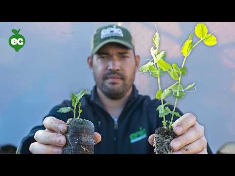 I Tried Growing a Giant Pumpkin Using a Chicken